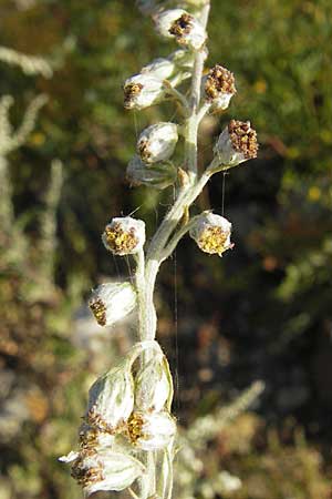Artemisia vulgaris \ Gewhnlicher Beifu / Mugwort, S Öland, Färjestaden 7.8.2009