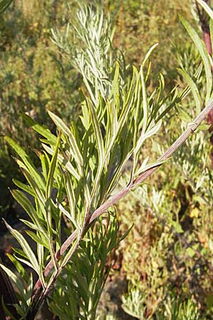 Artemisia vulgaris \ Gewöhnlicher Beifuß, S Öland, Färjestaden 7.8.2009