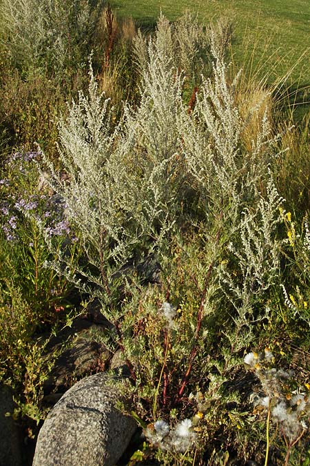 Artemisia vulgaris \ Gewhnlicher Beifu, S Öland, Färjestaden 7.8.2009