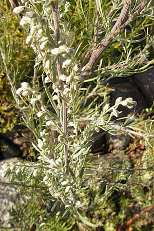 Artemisia vulgaris \ Gewöhnlicher Beifuß, S Öland, Färjestaden 7.8.2009