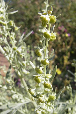 Artemisia absinthium \ Wermut / Wormwood, S Öland, Borgholm 9.8.2009