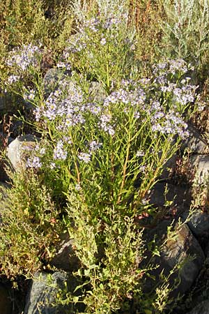 Tripolium pannonicum subsp. tripolium / Sea Aster, S Öland, Färjestaden 7.8.2009