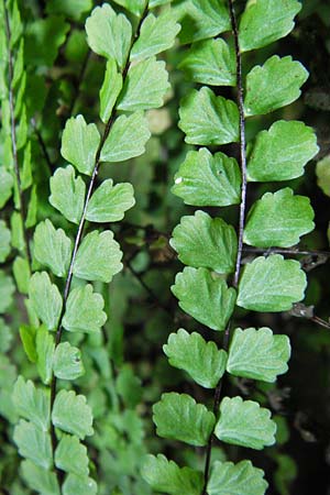 Asplenium trichomanes s.l. \ Braunstieliger Streifenfarn / Spleenwort, S Kullaberg 14.8.2009