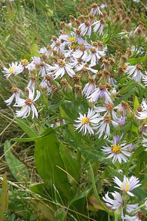 Tripolium pannonicum subsp. tripolium \ Meer-Aster, Strand-Aster, S Torekov 3.8.2010