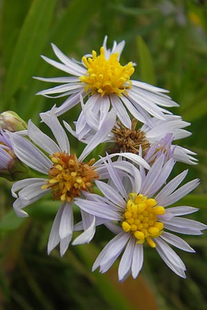 Tripolium pannonicum subsp. tripolium \ Meer-Aster, Strand-Aster, S Torekov 3.8.2010