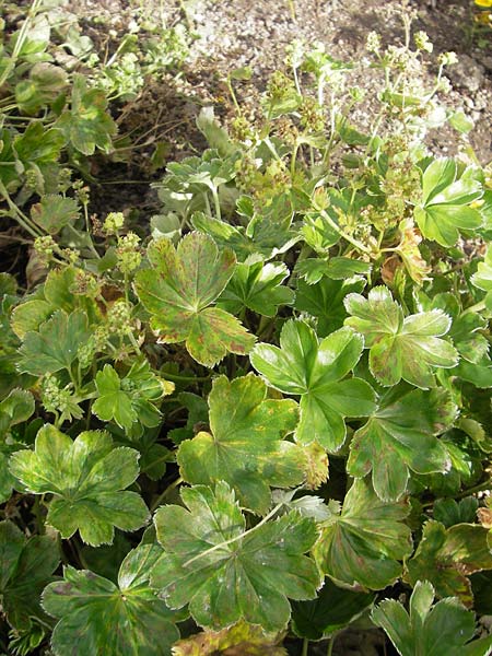 Alchemilla semidivisa \ Halbgeteilter Frauenmantel, S Botan. Gar.  Universit.  Uppsala 28.8.2010