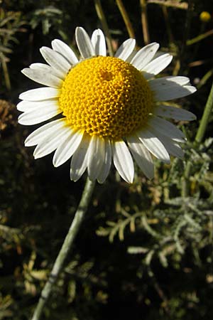 Anthemis tinctoria \ Frber-Hundskamille, Frber-Kamille / Yellow Chamomile, S Botan. Gar.  Universit.  Uppsala 28.8.2010