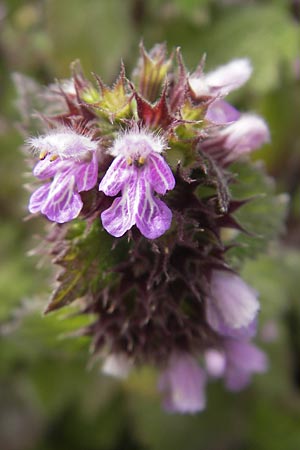 Ballota nigra subsp. nigra \ Echte Schwarznessel, Langzhnige Schwarznessel / Black Horehound, S Helsingborg 2.8.2010