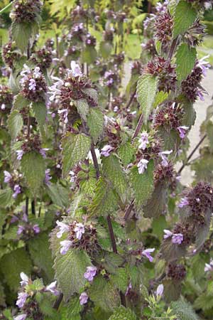 Ballota nigra subsp. nigra \ Echte Schwarznessel, Langzhnige Schwarznessel / Black Horehound, S Helsingborg 2.8.2010