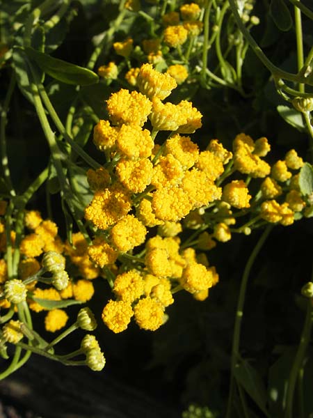 Tanacetum balsamita \ Frauenminze, Marienblatt / Costmary, S Botan. Gar.  Universit.  Uppsala 28.8.2010