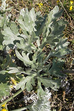 Artemisia absinthium \ Wermut / Wormwood, S Öland, Stora Alvaret, Möckel Mossen 8.8.2009