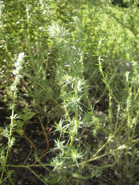 Bassia hyssopifolia \ Ysop-Steppenmelde, Ysopblttrige Dornmelde / Five-Horn Smotherweed, Thorn Orache, S Botan. Gar.  Universit.  Uppsala 28.8.2010