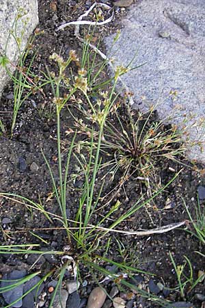 Juncus gerardii \ Bodden-Binse, Salz-Binse / Saltmeadow Rush, S Simrishamn 6.8.2009