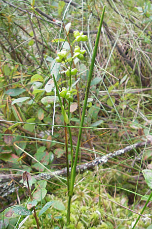 Scheuchzeria palustris \ Blumenbinse, Blasensimse / Rannoch Rush, Marsh Scheuchzeria, S Norra Kvill 11.8.2009
