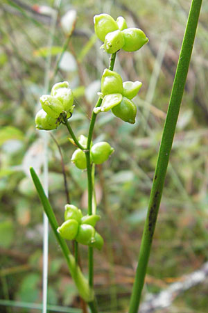 Scheuchzeria palustris \ Blumenbinse, Blasensimse / Rannoch Rush, Marsh Scheuchzeria, S Norra Kvill 11.8.2009