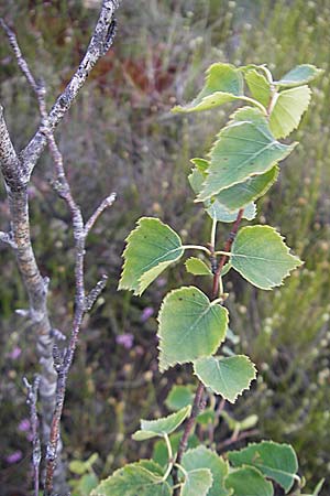 Betula pubescens \ Moor-Birke, Flaum-Birke / Downy Birch, S Store Mosse 12.8.2009