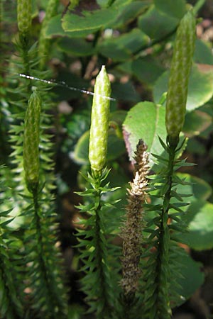 Lycopodium annotinum / Interrupted Clubmoss, S Store Mosse 12.8.2009