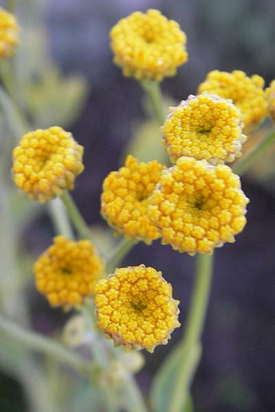 Tanacetum balsamita \ Frauenminze, Marienblatt, S Västers 27.8.2010