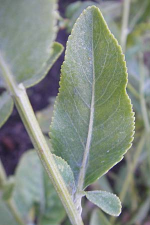 Tanacetum balsamita \ Frauenminze, Marienblatt, S Västers 27.8.2010