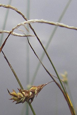 Carex limosa \ Schlamm-Segge, S Norra Kvill 11.8.2009