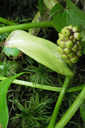 Calla palustris / Bog Arum, S Norra Kvill 11.8.2009