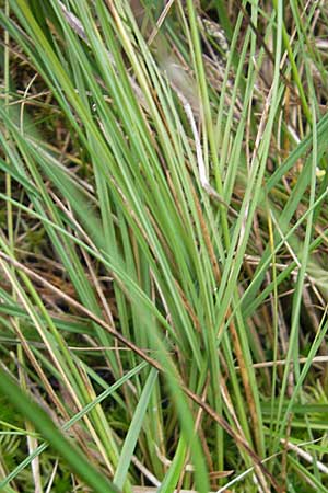 Carex echinata \ Igel-Segge, Stern-Segge / Star Sedge, S Skurugata 12.8.2009