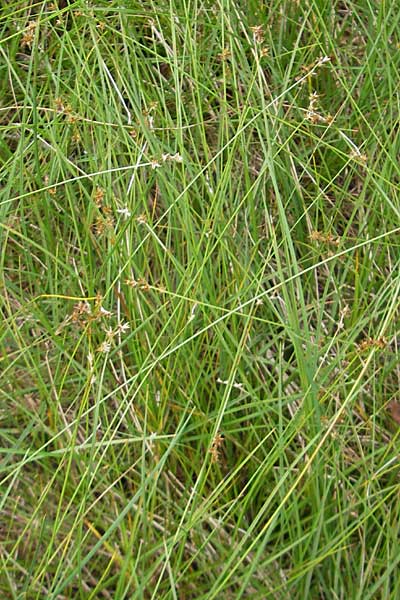 Carex echinata \ Igel-Segge, Stern-Segge / Star Sedge, S Skurugata 12.8.2009