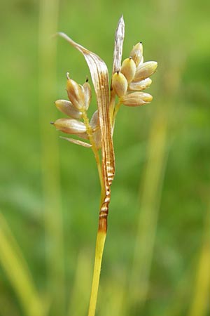 Carex pallescens \ Bleiche Segge / Pale Sedge, S Vänersborg 12.8.2010