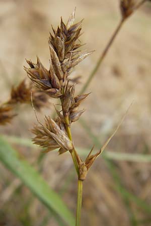 Carex arenaria / Sand Sedge, S Halmstad 14.8.2010