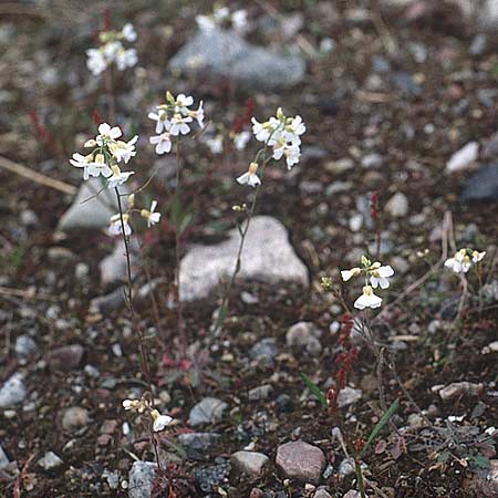 Arabidopsis arenosa \ Sand- / Sand Rock-Cress, S Jokkmokk 18.6.1995