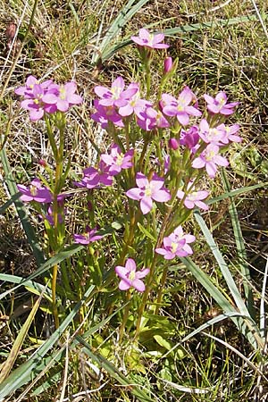 Centaurium erythraea \ Echtes Tausendgldenkraut / Common Centaury, S Öland, Stora Alvaret, Möckel Mossen 8.8.2009