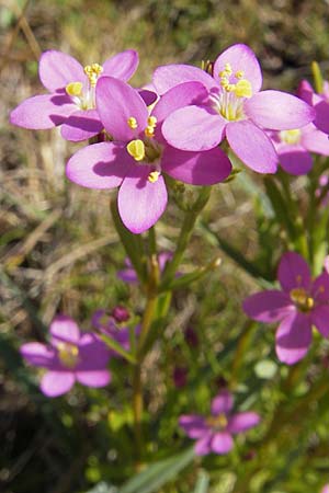 Centaurium erythraea / Common Centaury, S Öland, Stora Alvaret, Möckel Mossen 8.8.2009