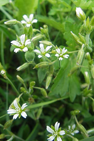 Cerastium holosteoides \ Gewhnliches Hornkraut / Common Mouse-Ear, S Bohus 7.8.2010