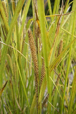 Carex halophila \ sterbotten-Segge / Osterbotten Sedge, S Botan. Gar.  Universit.  Uppsala 28.8.2010