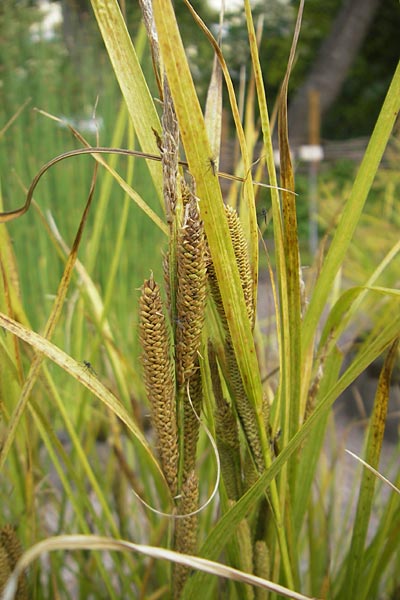 Carex halophila \ sterbotten-Segge / Osterbotten Sedge, S Botan. Gar.  Universit.  Uppsala 28.8.2010