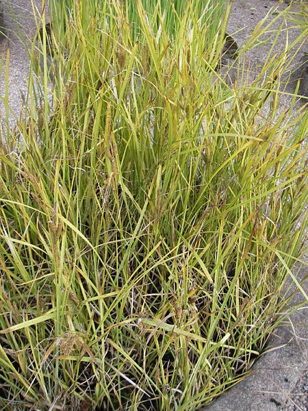 Carex halophila \ sterbotten-Segge / Osterbotten Sedge, S Botan. Gar.  Universit.  Uppsala 28.8.2010