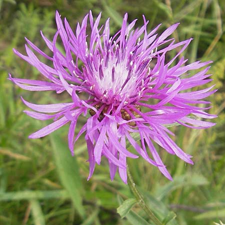 Centaurea jacea \ Wiesen-Flockenblume / Brown Knapweed, S Orust 7.8.2010