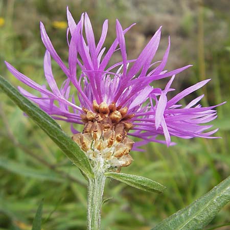 Centaurea jacea \ Wiesen-Flockenblume, S Orust 7.8.2010