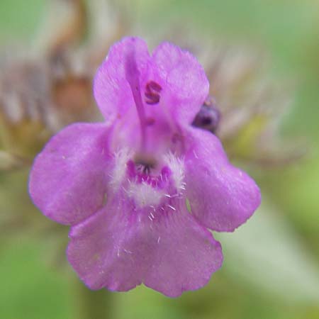 Clinopodium vulgare \ Wirbeldost, S Lidköping, Kinnekulle 12.8.2010