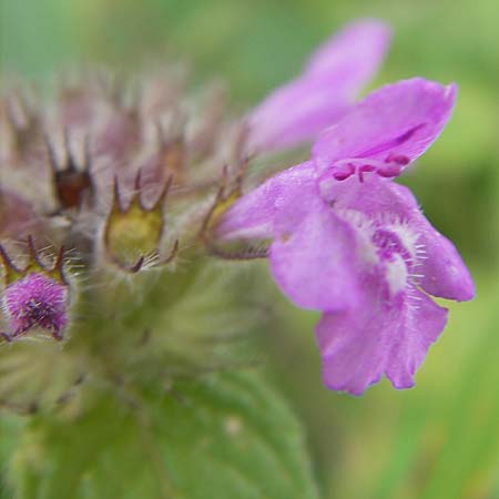 Clinopodium vulgare \ Wirbeldost, S Lidköping, Kinnekulle 12.8.2010