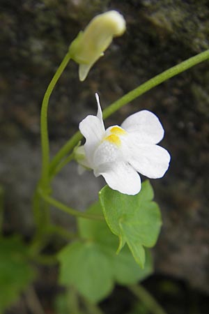 Cymbalaria muralis / Ivy-Leaved Toadflax, Kenilworth Toadflax, S Fjällbacka 8.8.2010