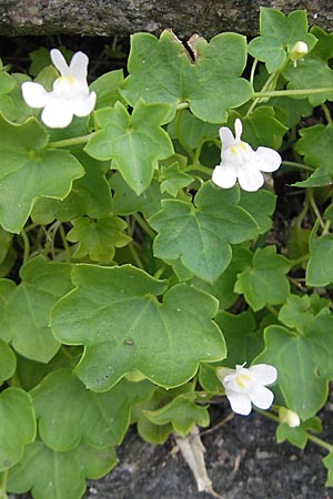 Cymbalaria muralis / Ivy-Leaved Toadflax, Kenilworth Toadflax, S Fjällbacka 8.8.2010