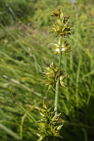 Carex polyphylla \ Unterbrochenhrige Segge / Berkeley Sedge, Grassland Sedge, S Botan. Gar.  Universit.  Uppsala 28.8.2010