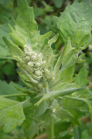 Chenopodium quinoa \ Reismelde, Inka-Reis / Quinoa, S Helsingborg 2.8.2010