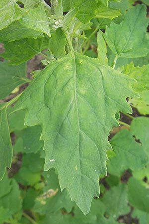 Chenopodium quinoa \ Reismelde, Inka-Reis / Quinoa, S Helsingborg 2.8.2010