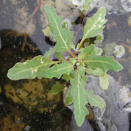 Chenopodium glaucum \ Blaugrner Gnsefu / Oak-Leaved Goosefoot, Glaucous Goosefoot, S Torekov 3.8.2010