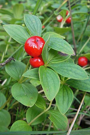 Cornus suecica \ Schwedischer Hartriegel / Bunchberry, Euasian Dwarf Cornel, S Orust 7.8.2010