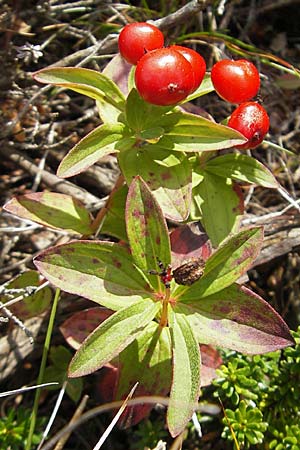 Cornus suecica \ Schwedischer Hartriegel / Bunchberry, Euasian Dwarf Cornel, S Bovallstrand, Valön 10.8.2010