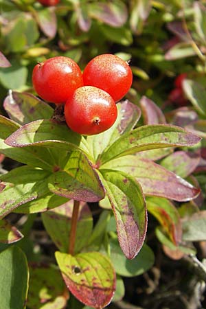 Cornus suecica \ Schwedischer Hartriegel / Bunchberry, Euasian Dwarf Cornel, S Bovallstrand, Valön 10.8.2010