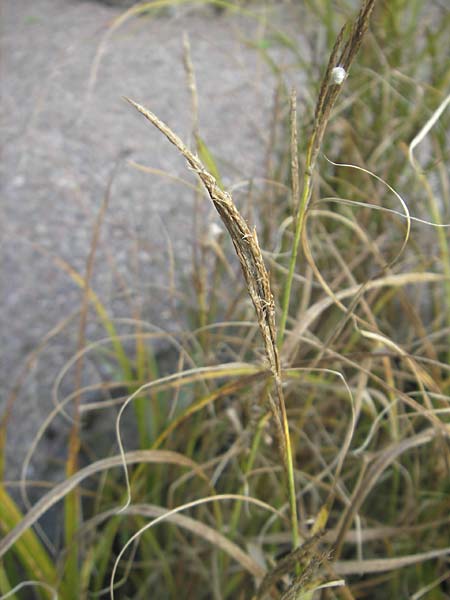 Carex atherodes \ Groe Grannen-Segge / Wheat Sedge, S Botan. Gar.  Universit.  Uppsala 28.8.2010